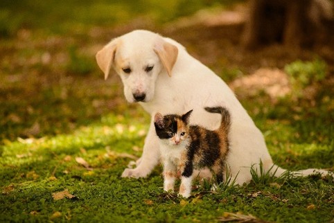 Pets